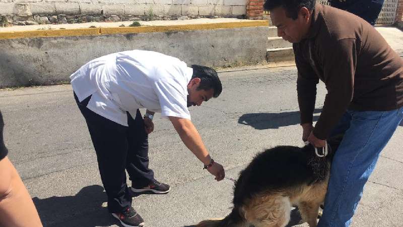 Promueve comuna Tlaxcala vacunación antirrábica canina y felina