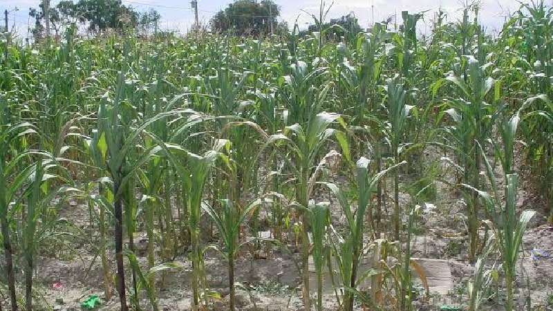 Campo rehén de pugnas, Sefoa y Sader no se ponen de acuerdo