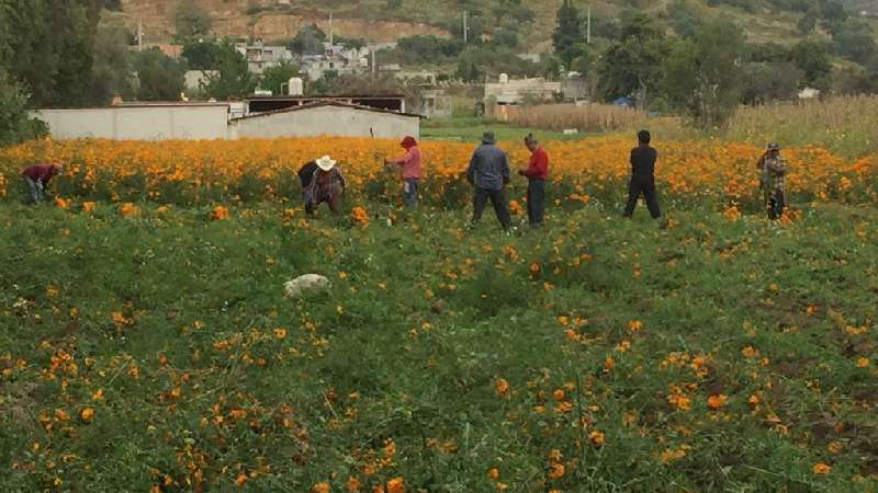 En Huactzinco y Tepeyanco flor directa del campo