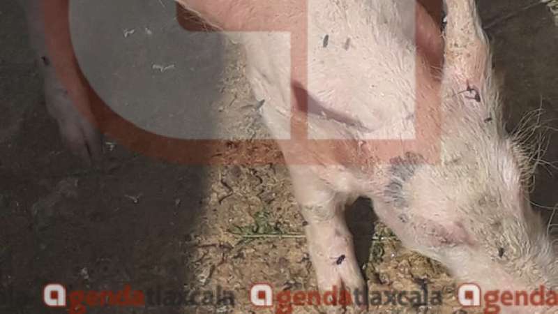 A Zacualpan llegaron animales enfermos de Covarrubias