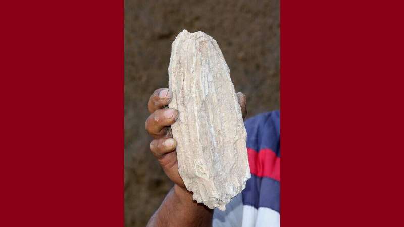 En Cuauhtenco reportan posibles restos de animal prehistórico