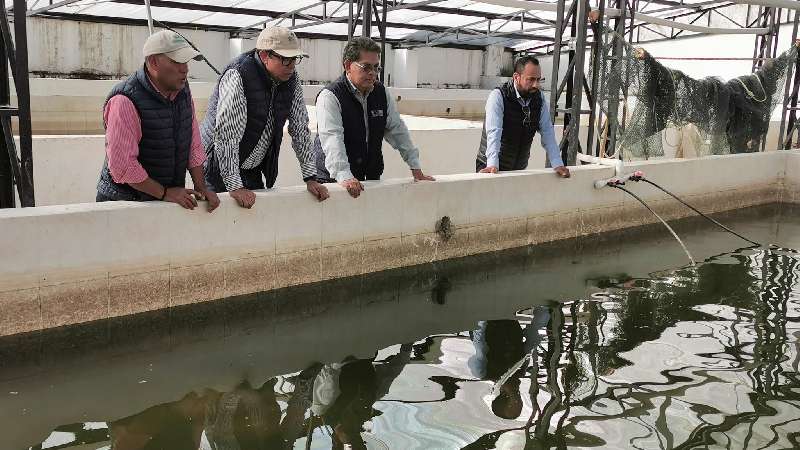 Ofrece SEFOA a productores crías de carpa del centro acuícola Atlang...