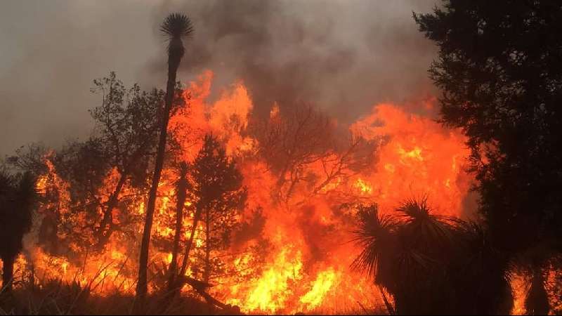 Fuego consume árboles en Santa María Las Cuevas en Atltzayanca.