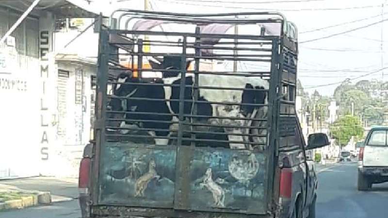 Ganaderos de burlan de autoridad de Tepetitla, instalan tianguis en Vi...