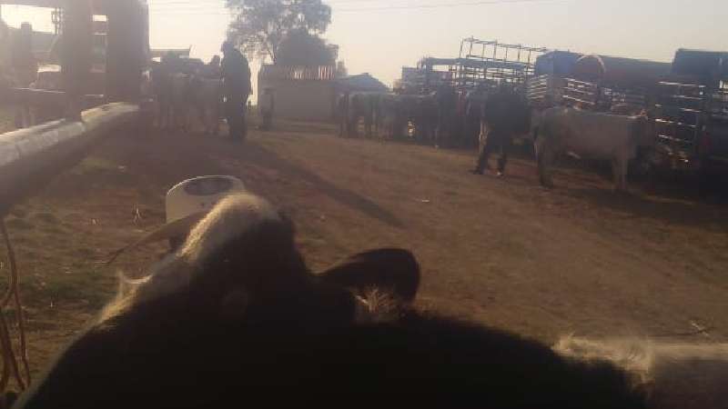Vuelve a instalarse tianguis de ganado en Tepetitla 