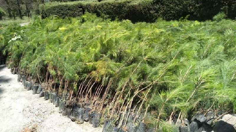 Plantarán un millón 500 mil árboles en mil 300 hectáreas de 23 mun...