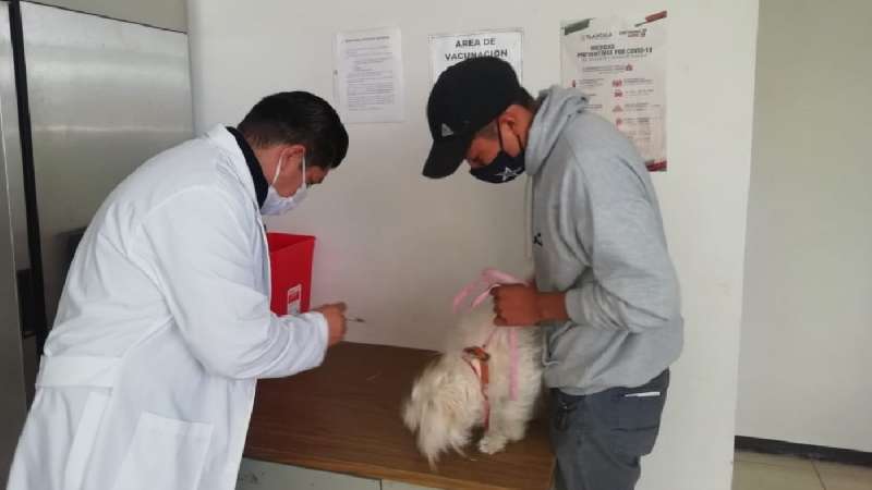 Brinda módulo canino servicio de vacunación bajo protocolos de segur...