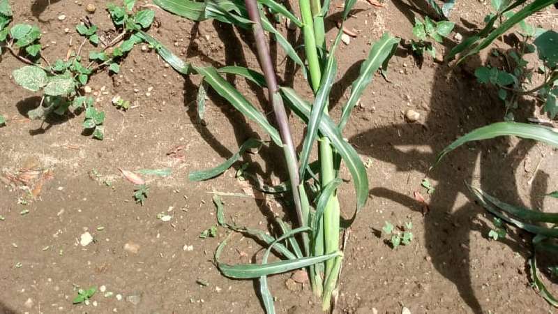 Pérdidas en el campo por lluvias atípicas y falta de fertilizante