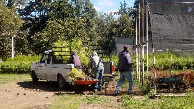 Inician Secture y CGE entrega de 150 mil árboles para reforestar bosq...