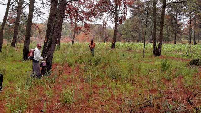 Inician CGE, Semarnat y Conafor trabajos de saneamiento en el parque n...