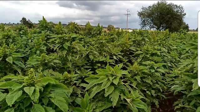 Resistente a sequía y granizo, la variedad de amaranto creada en Chap...