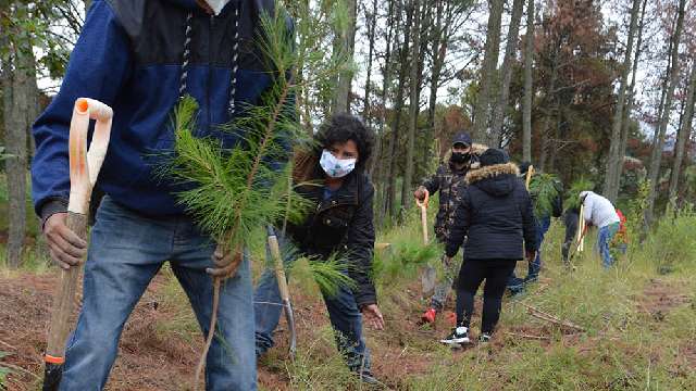 CGE Inició reforestación en el parque nacional Malinche