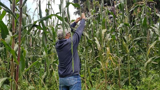 Ante pandemia, el campo salva a miles de tlaxcaltecas 