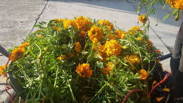 Con ventas en Internet y a domicilio, productores de flor de muerto bu...