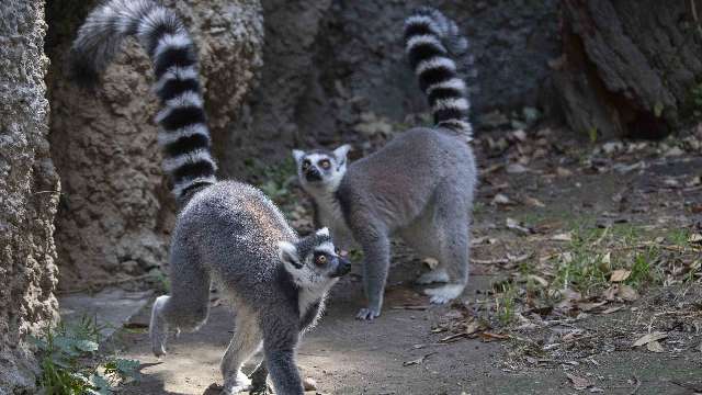 Amplía Zoológico de Tlaxcala su catálogo de especies con la llegada...