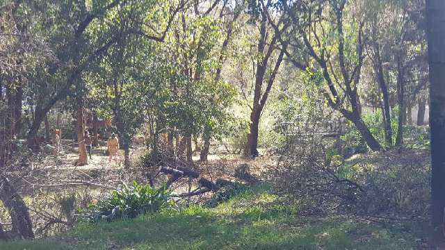 Derriban árboles en el Jardín Botánico de Tizatlán, ciudadanos se ...